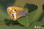 Tweekleurig hooibeestje (Coenonympha arcania) 