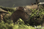 Veldmuis (Microtus arvalis)