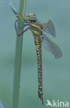 Venglazenmaker (Aeshna juncea)