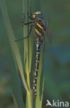 Common Hawker (Aeshna juncea)