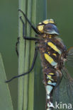 Venglazenmaker (Aeshna juncea)