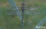 Venglazenmaker (Aeshna juncea)