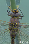 Common Hawker (Aeshna juncea)