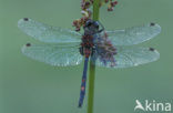 Venwitsnuitlibel (Leucorrhinia dubia) 