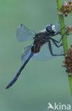 White-faced Darter (Leucorrhinia dubia)