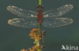White-faced Darter (Leucorrhinia dubia)