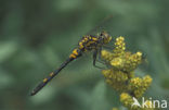 White-faced Darter (Leucorrhinia dubia)