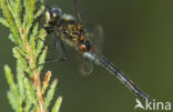White-faced Darter (Leucorrhinia dubia)