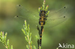 White-faced Darter (Leucorrhinia dubia)