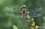 Four-spotted Chaser (Libellula quadrimaculata)