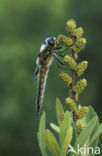 Four-spotted Chaser (Libellula quadrimaculata)