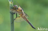 Four-spotted Chaser (Libellula quadrimaculata)