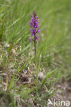 Vlierorchis (Dactylorhiza sambucina)