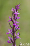 Vlierorchis (Dactylorhiza sambucina)