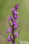 Vlierorchis (Dactylorhiza sambucina)