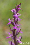 Vlierorchis (Dactylorhiza sambucina)