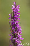 Vlierorchis (Dactylorhiza sambucina)