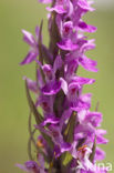 Vlierorchis (Dactylorhiza sambucina)