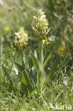 Vlierorchis (Dactylorhiza sambucina)