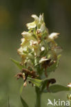 Vlierorchis (Dactylorhiza sambucina)