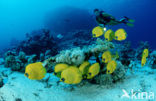 Masked butterflyfish (Chaetodon semilarvatus)