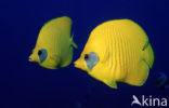 Masked butterflyfish (Chaetodon semilarvatus)