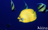 Masked butterflyfish (Chaetodon semilarvatus)