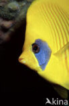 Masked butterflyfish (Chaetodon semilarvatus)