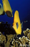 Masked butterflyfish (Chaetodon semilarvatus)