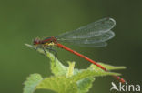 Large Red Damselfly (Pyrrhosoma nymphula)