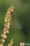 Large Red Damselfly (Pyrrhosoma nymphula)