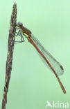 Large Red Damselfly (Pyrrhosoma nymphula)