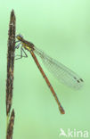 Large Red Damselfly (Pyrrhosoma nymphula)