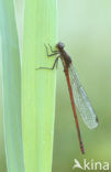 Large Red Damselfly (Pyrrhosoma nymphula)