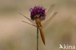 Vuurlibel (Crocothemis erythraea)