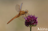 Vuurlibel (Crocothemis erythraea)