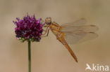 Vuurlibel (Crocothemis erythraea)