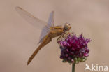 Vuurlibel (Crocothemis erythraea)