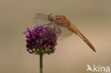 Vuurlibel (Crocothemis erythraea)