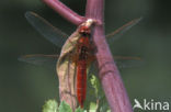 Vuurlibel (Crocothemis erythraea)