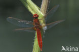 Vuurlibel (Crocothemis erythraea)