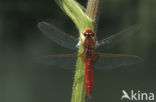 Vuurlibel (Crocothemis erythraea)