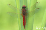 Vuurlibel (Crocothemis erythraea)