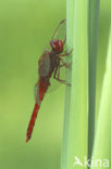 Vuurlibel (Crocothemis erythraea)