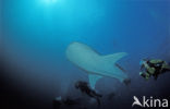 Whale shark (Rhincodon typus) 