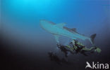 Whale shark (Rhincodon typus) 