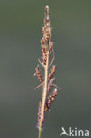 Wandelende tak (Clonopsis gallica)
