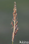 walking stick (Clonopsis gallica)