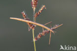 walking stick (Clonopsis gallica)