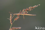 walking stick (Clonopsis gallica)